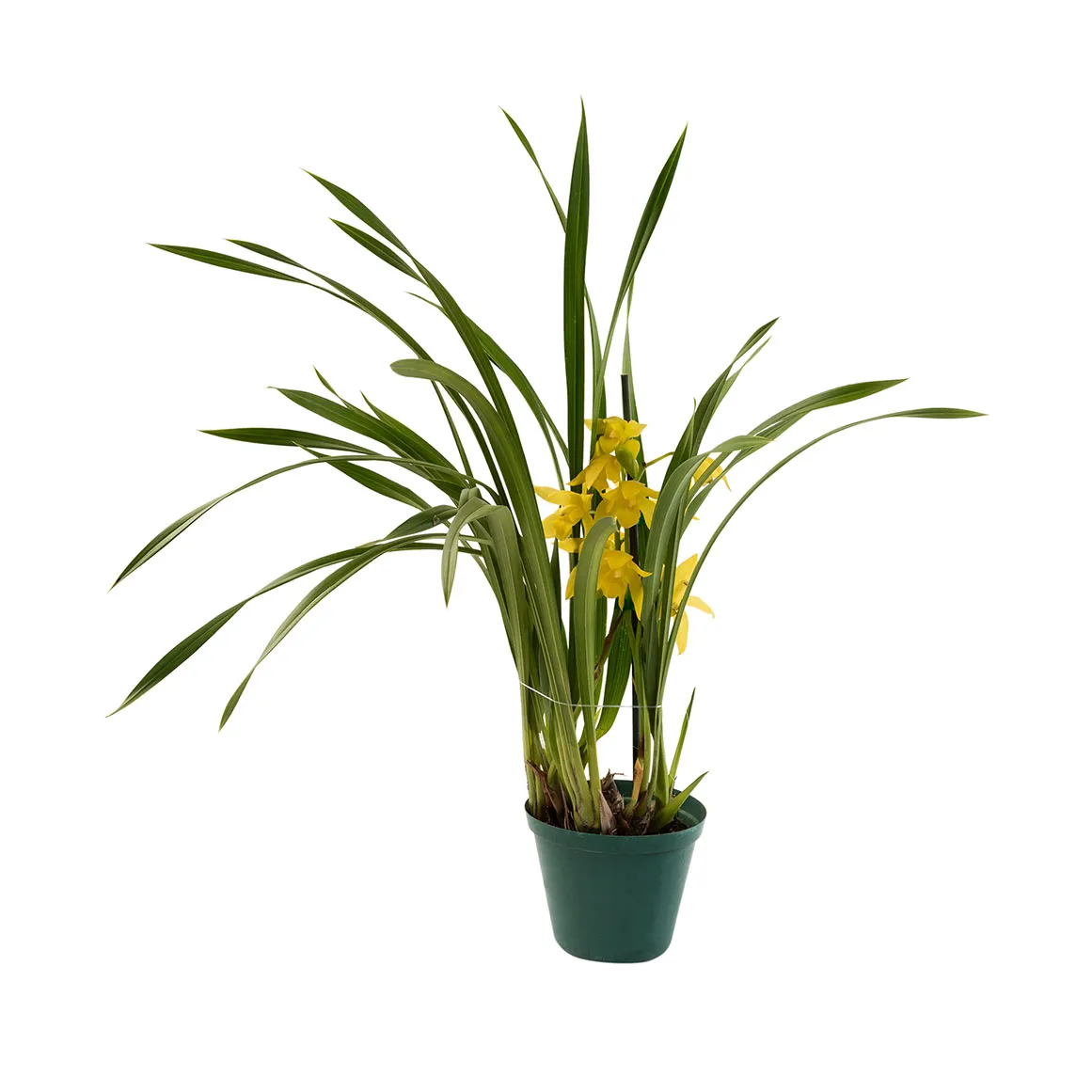 1 Spike Cymbidium Orchid