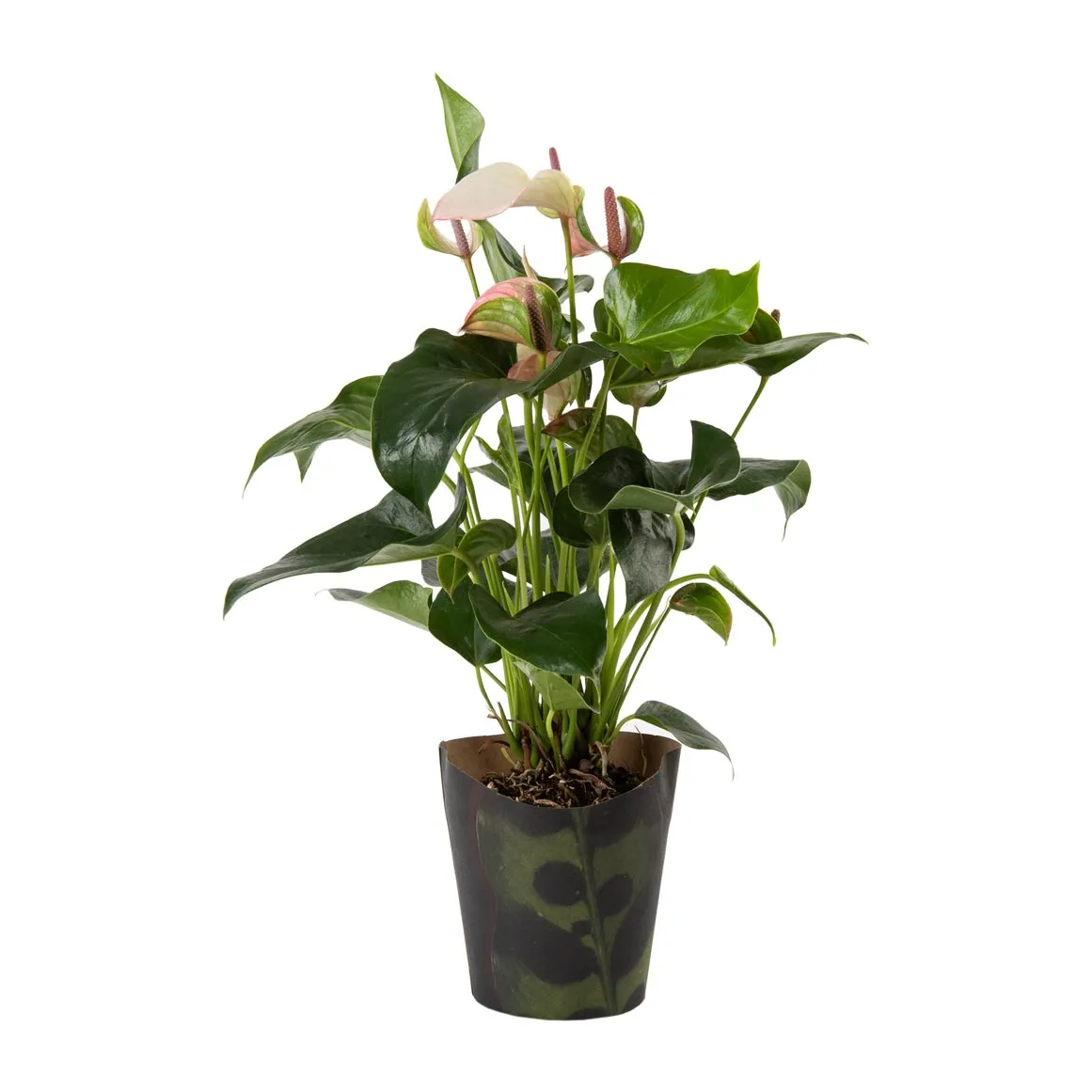 Anthurium in 14 cm Pot with Cover