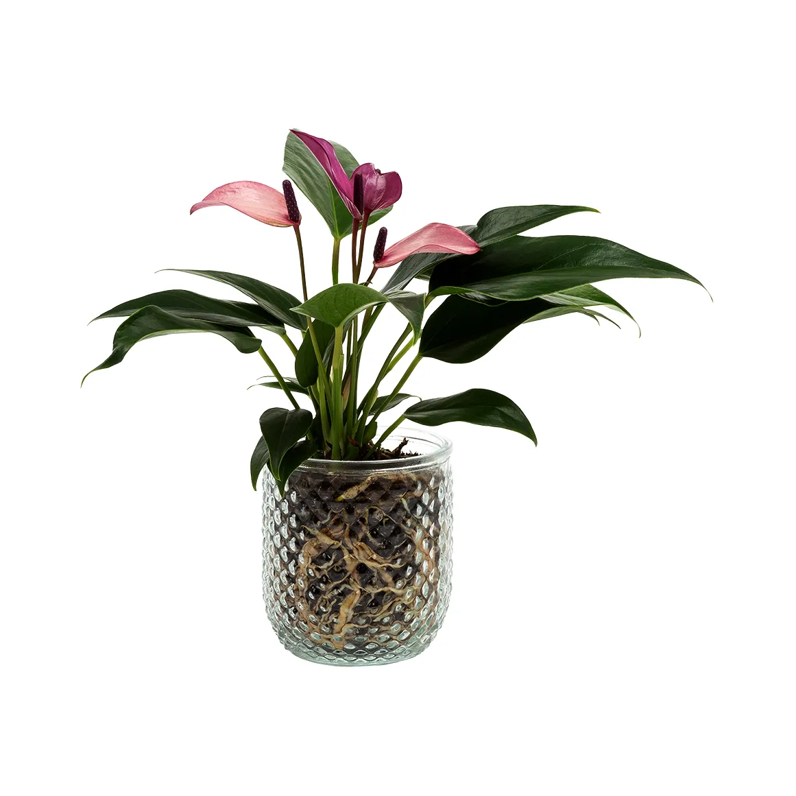 Anthurium in 9 cm Glass Pot