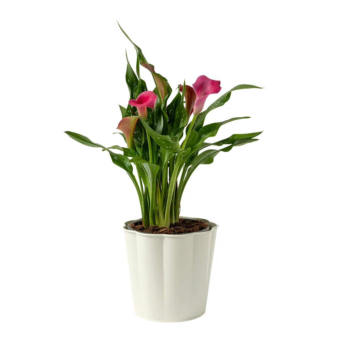 Arum Lily in Container