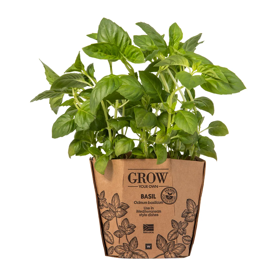 Basil Potted Herb