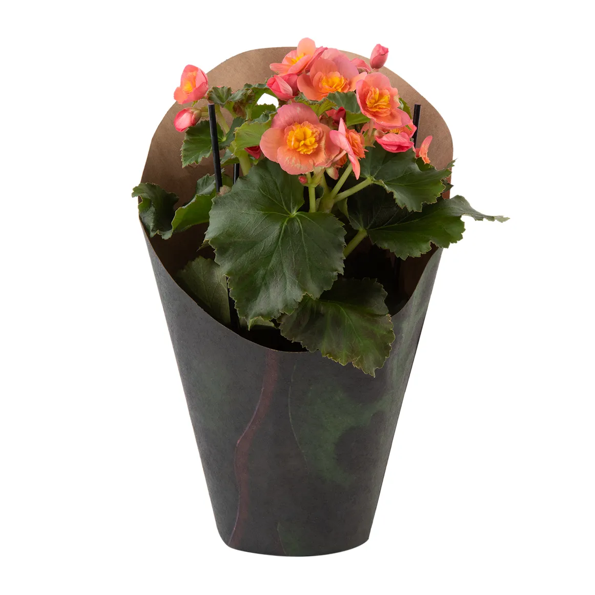 Begonia Plant in 15 cm Wrapped Pot