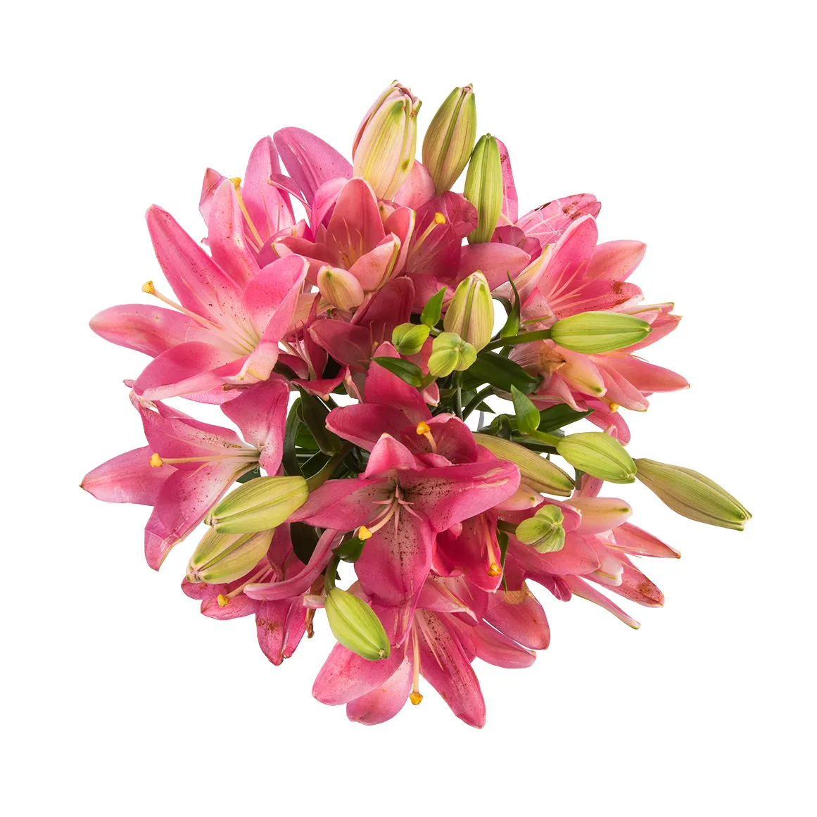 Bulk Asiatic Lilies