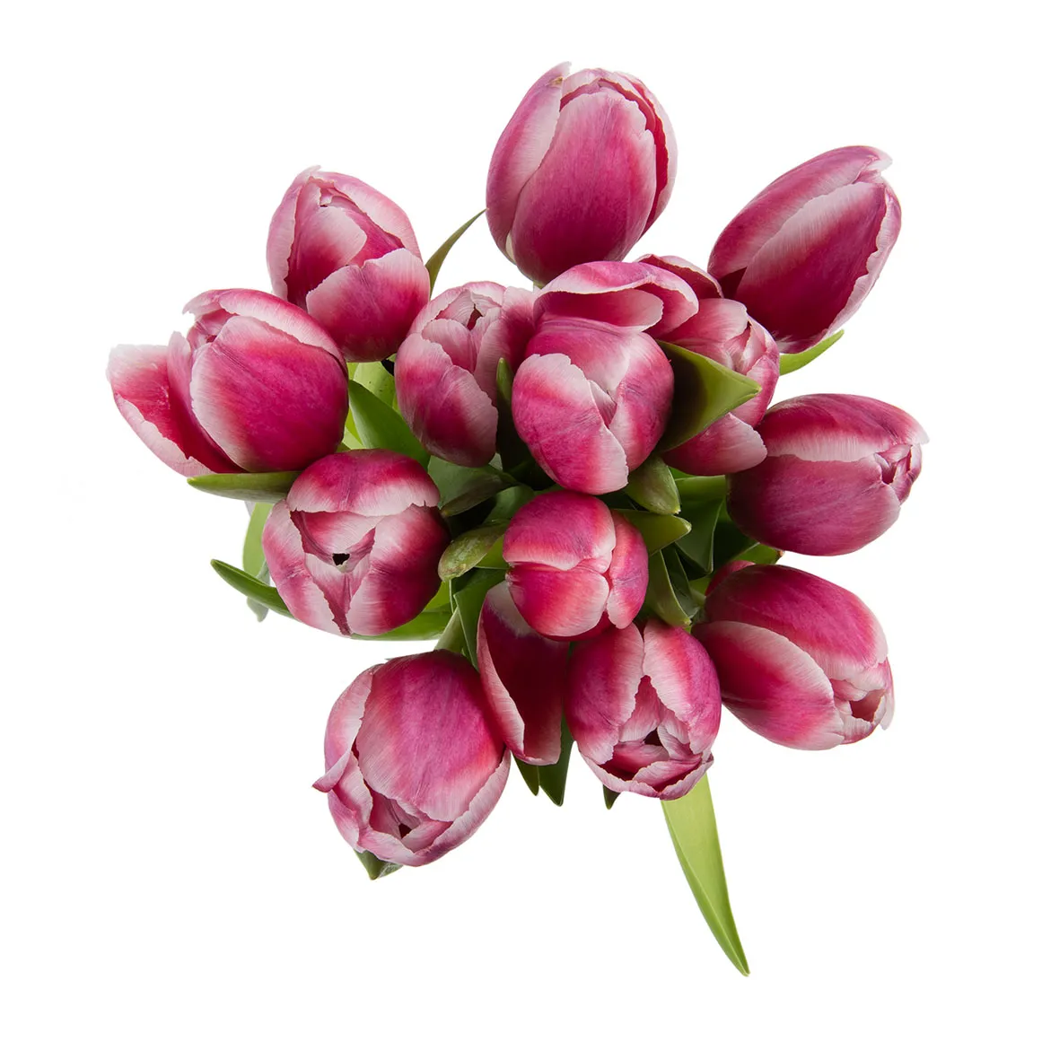 Bulk Tulips