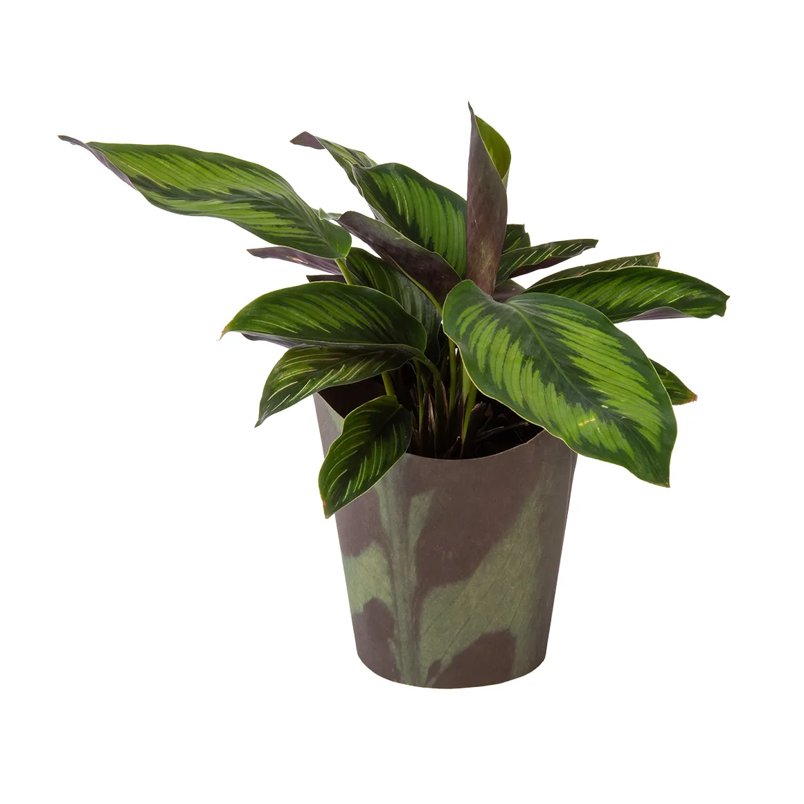 Calathea Beauty Star in 14 cm Pot with Cover