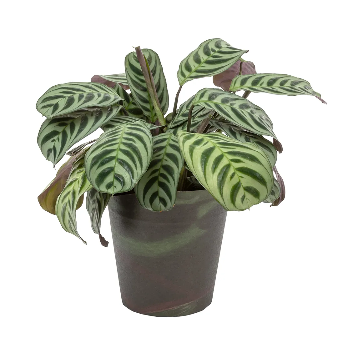 Calathea in 14 cm Pot with Cover