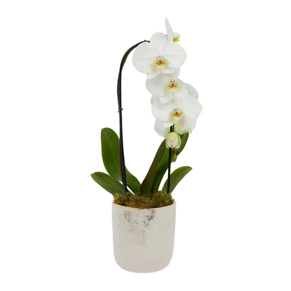 Cascading Orchid in Clay Pot