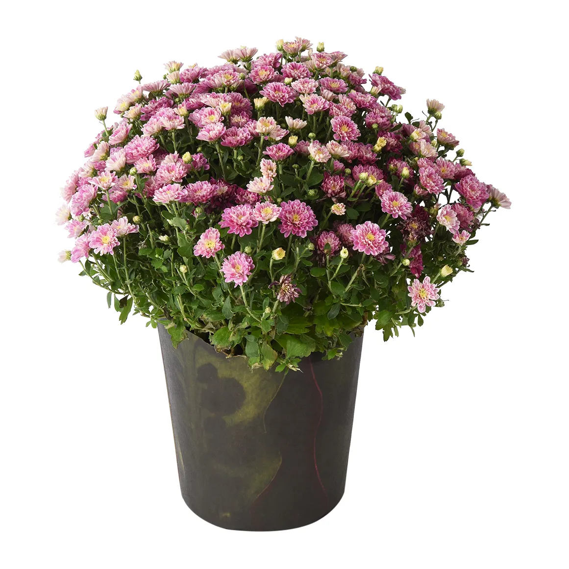 Chrysanthemum in 19 cm Pot with Cover