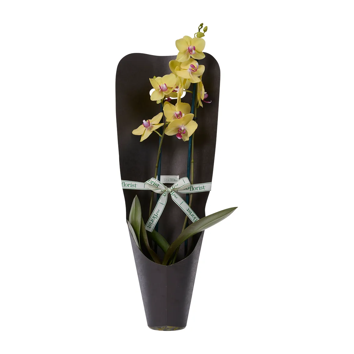 Citrus Phalaenopsis Orchid