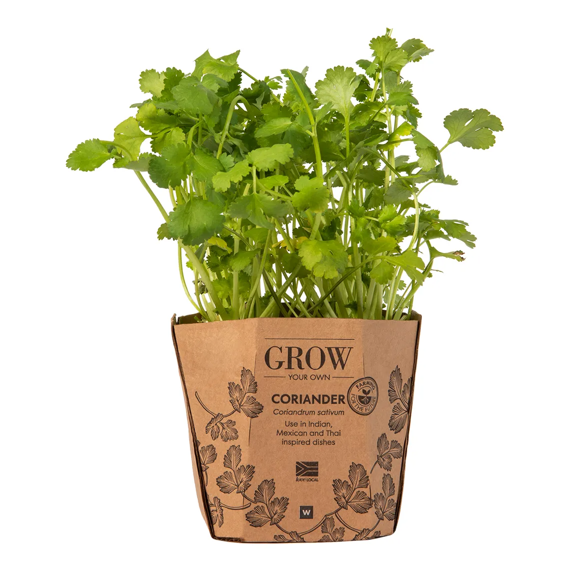 Coriander Potted Herb