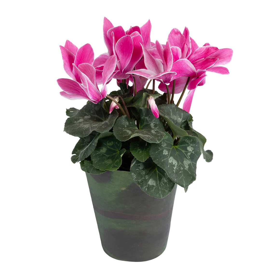 Cyclamen in 14 cm Wrapped Pot
