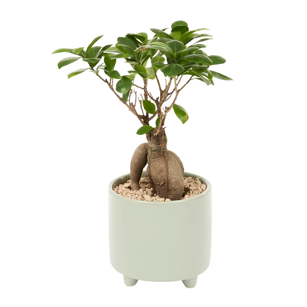Ficus Ginseng in Ceramic
