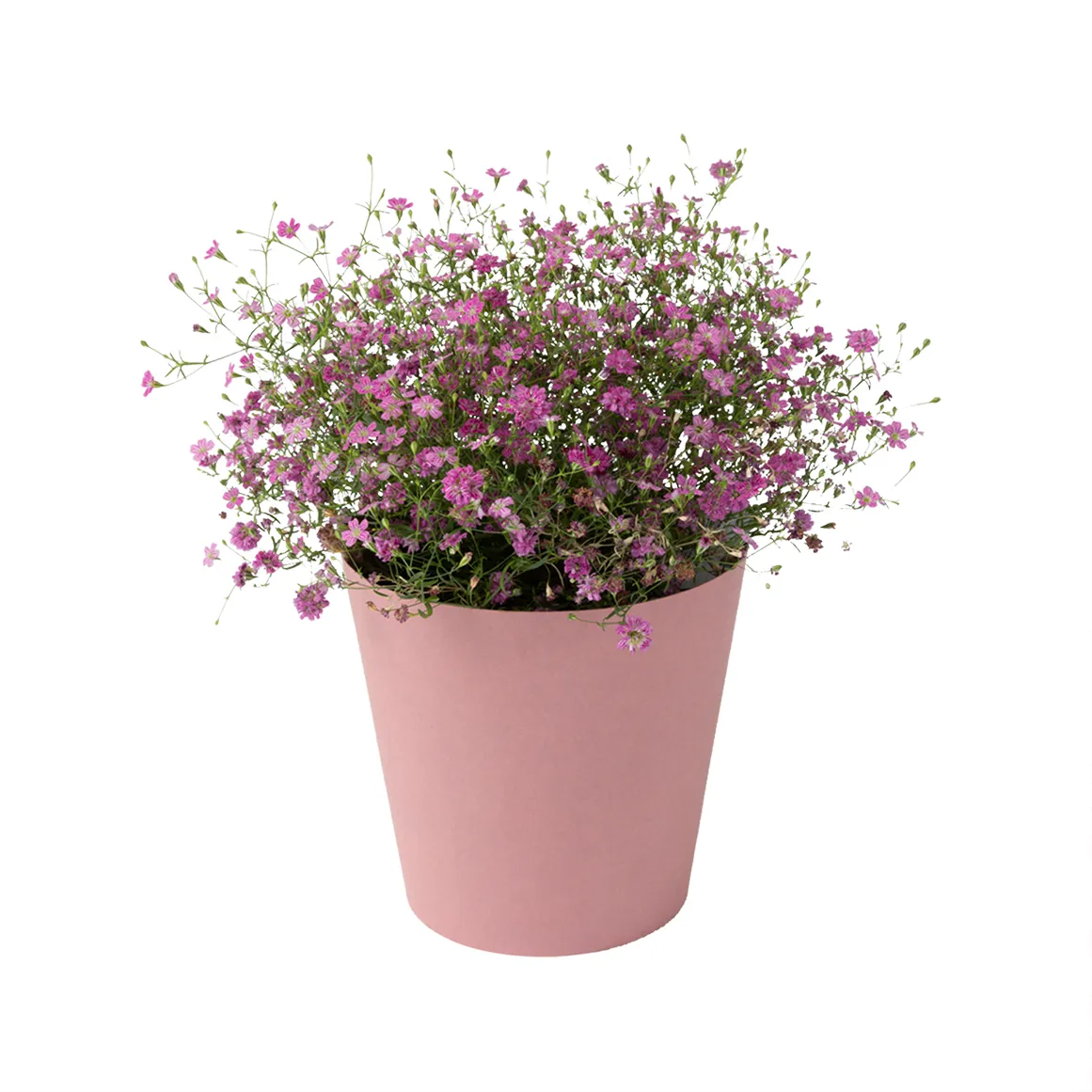 Gypsophilia in 10 cm Pot