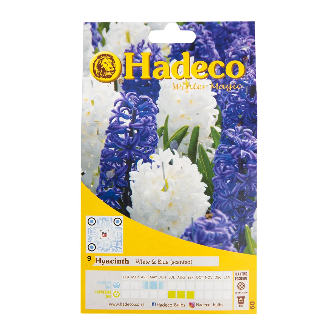Hadeco Hyacinth White and Blue Scented Bulbs 9 pk