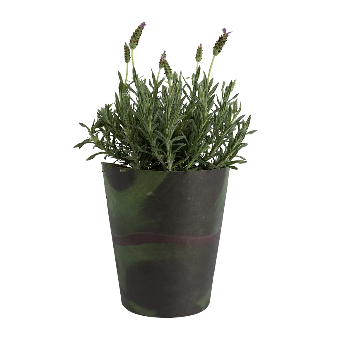 Hollandia Lavender in 14 cm Wrapped Pot