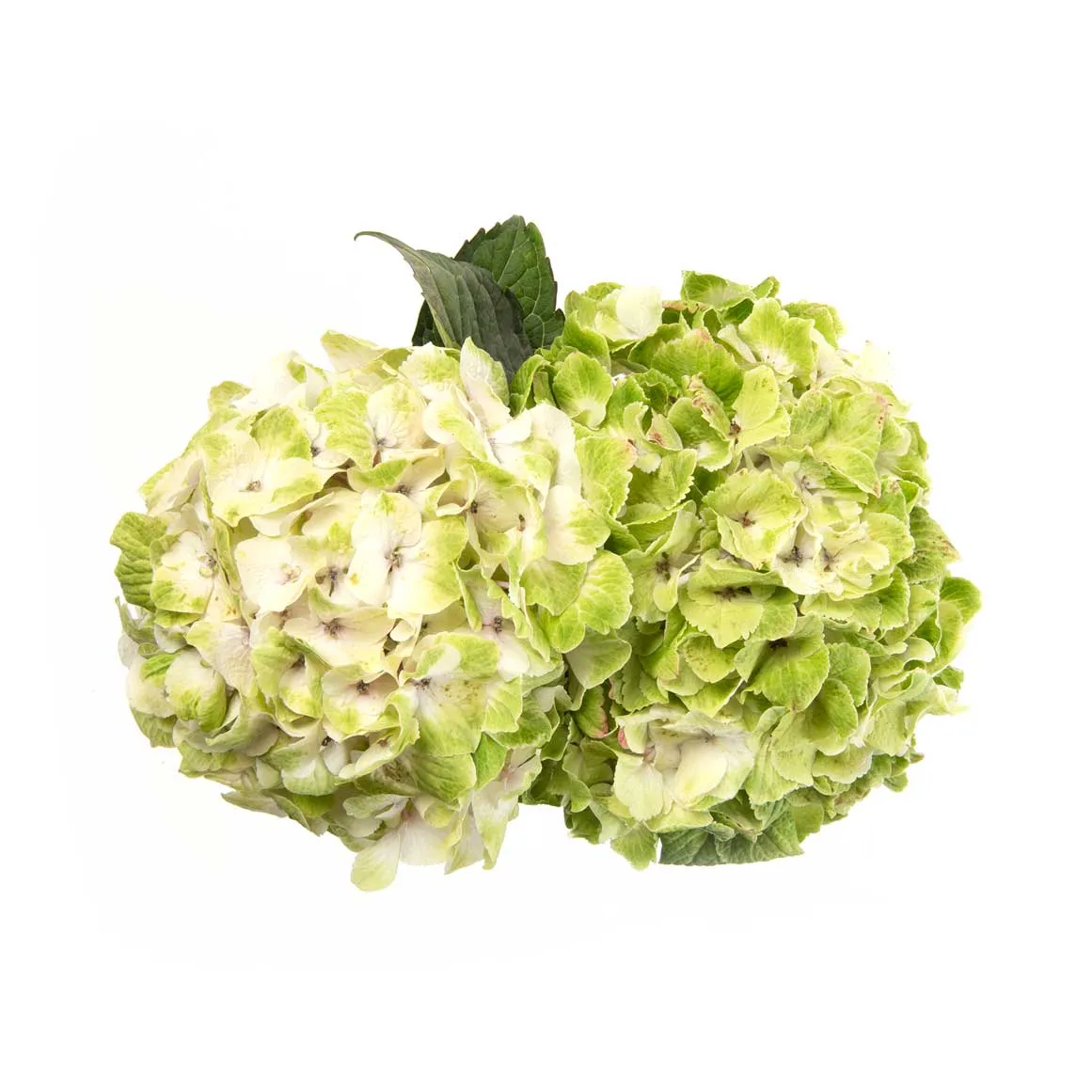 Hydrangea