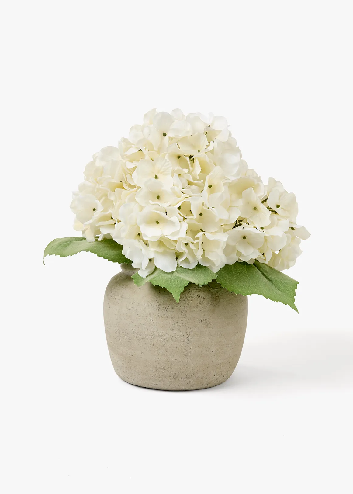 Hydrangea in Ceramic Pot - X WHITE