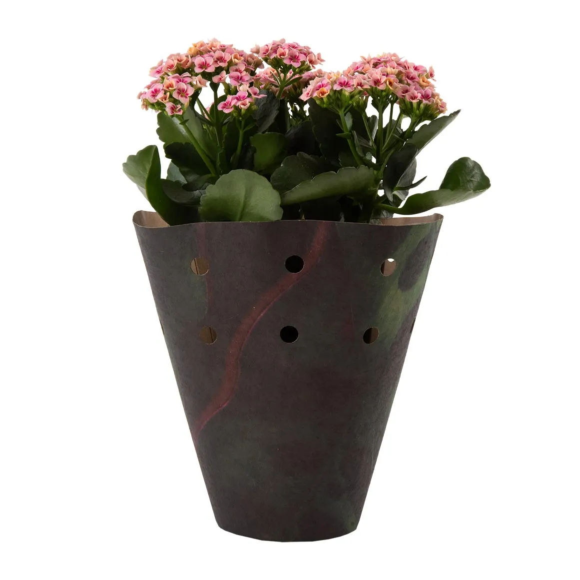 Kalanchoe Else in 14 cm Pot with Cover
