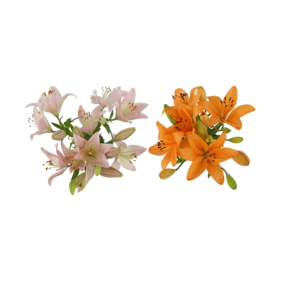 L.A. Lilies