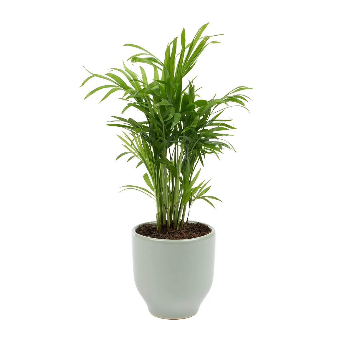 Love Palm in 9 cm Pot