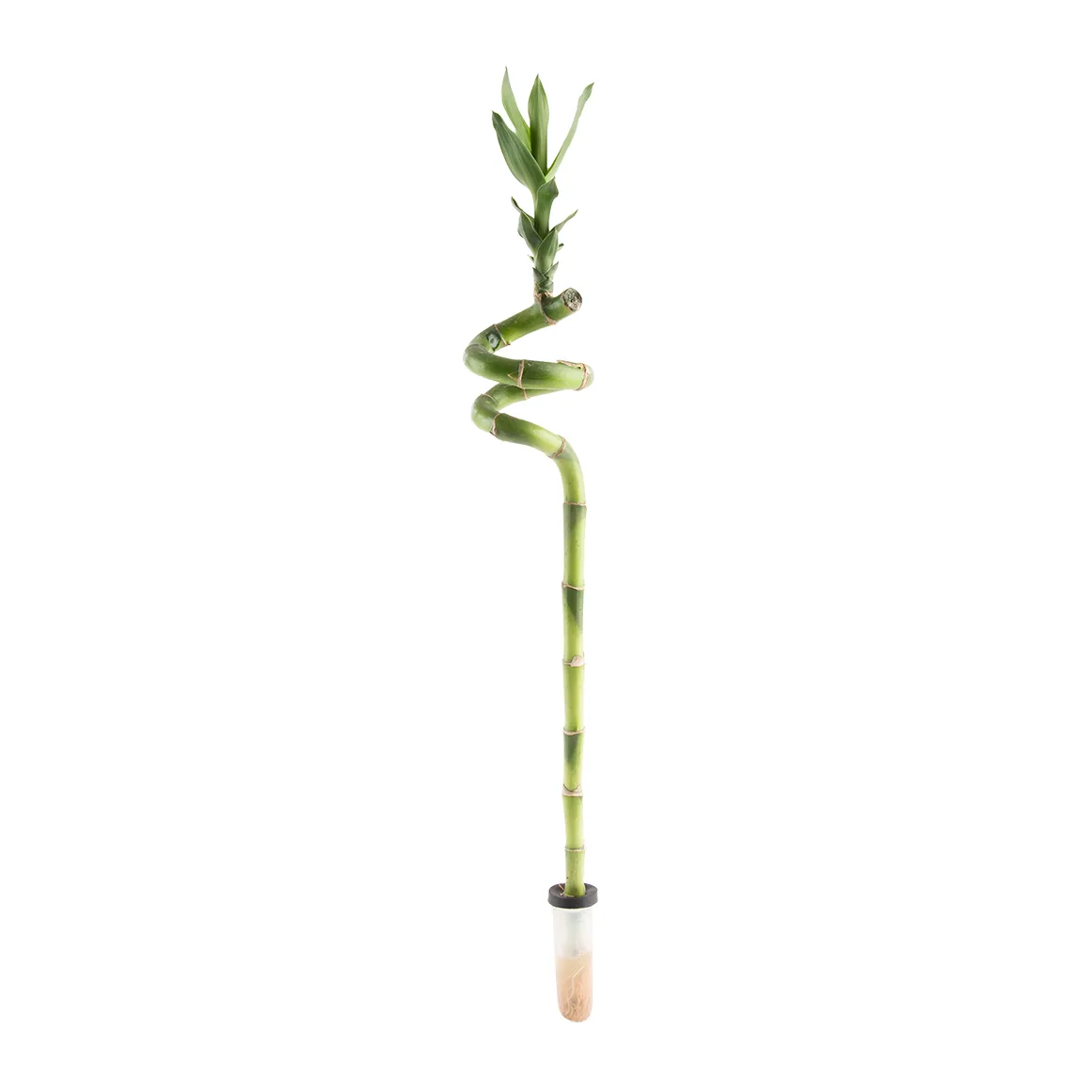 Lucky Bamboo in Vial