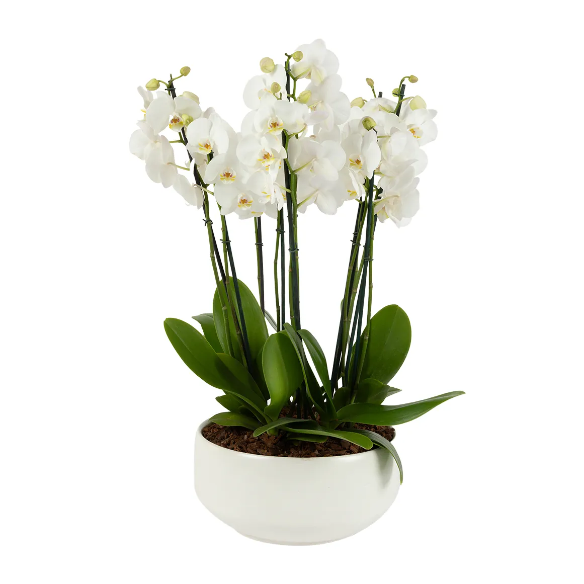 Luxury Orchid in Medium Bowl
