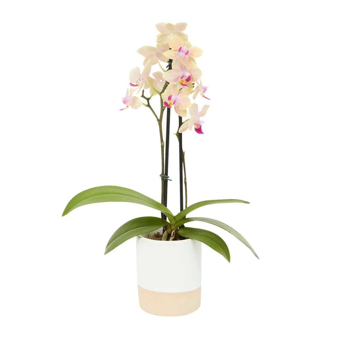 Micro Orchid in Ceramic