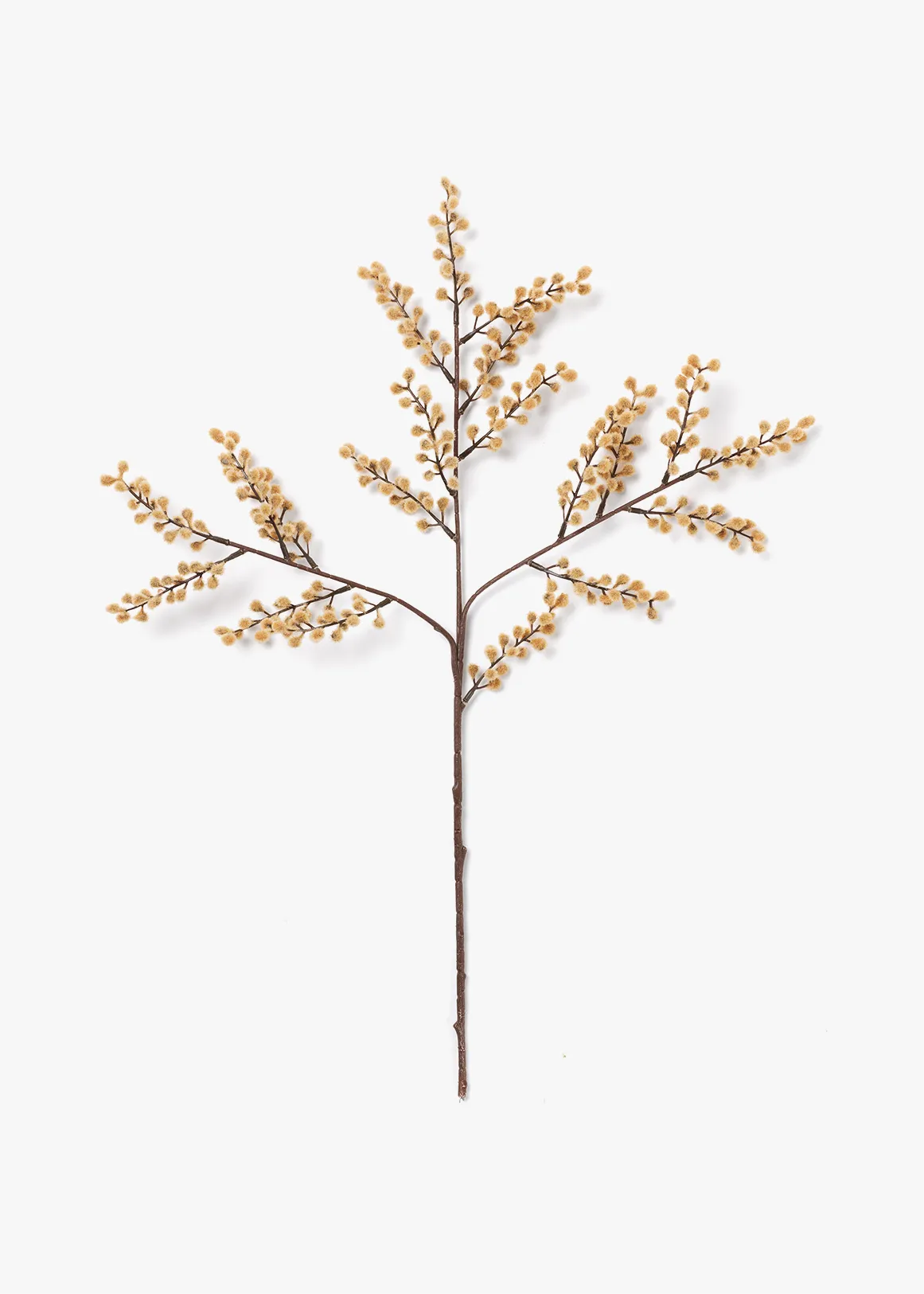 Mimosa Stem - CAMEL
