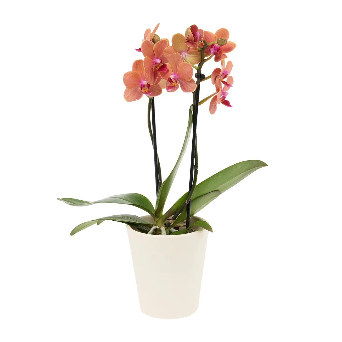 Mini 2 Spike Orchid