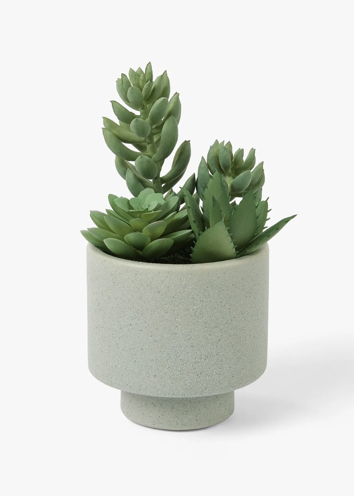 Mini Succulent in Pot - X GREEN