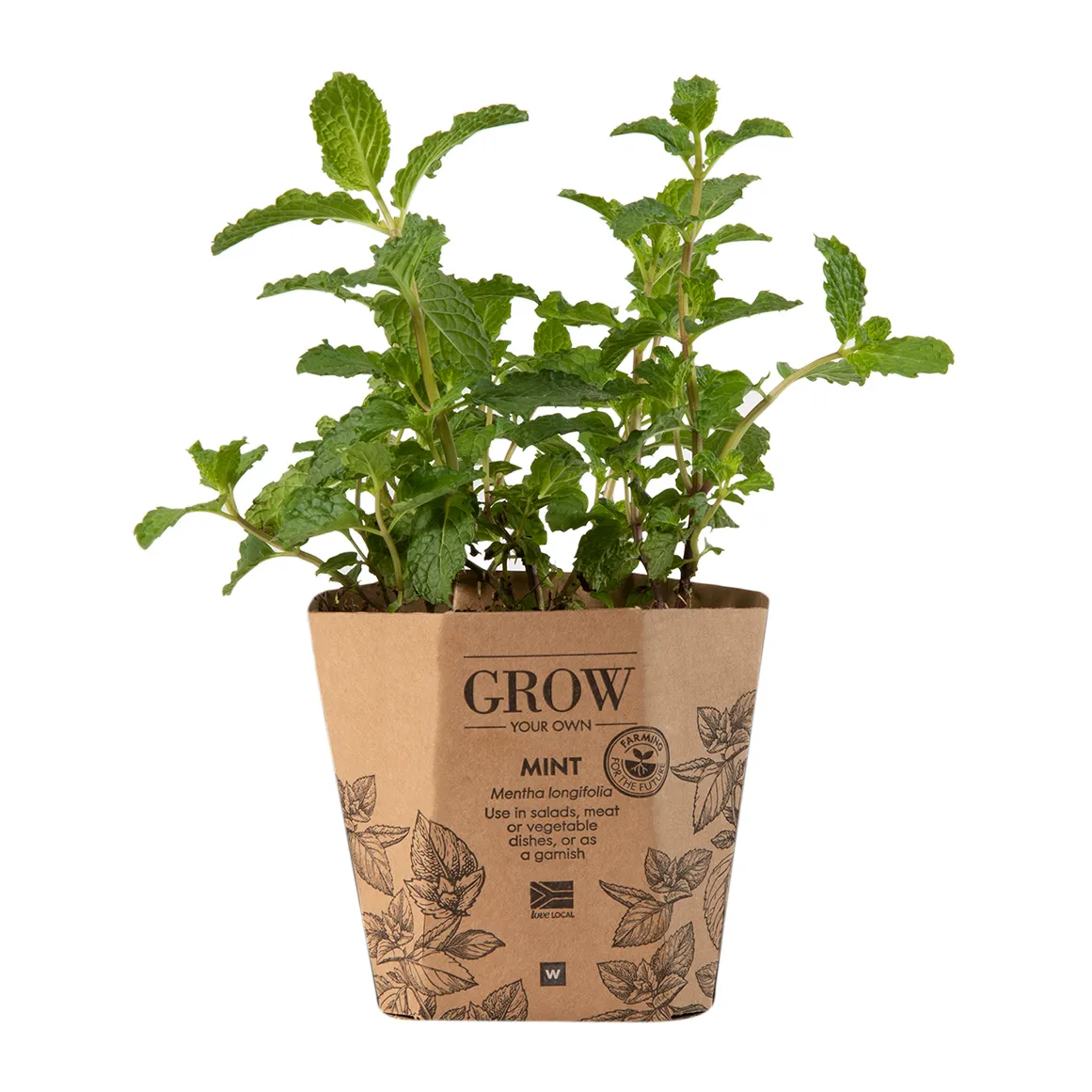 Mint Potted Herb