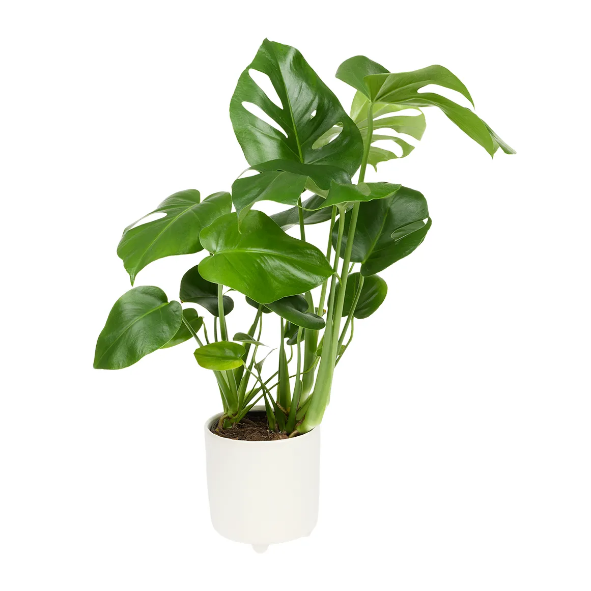 Monstera in Pot