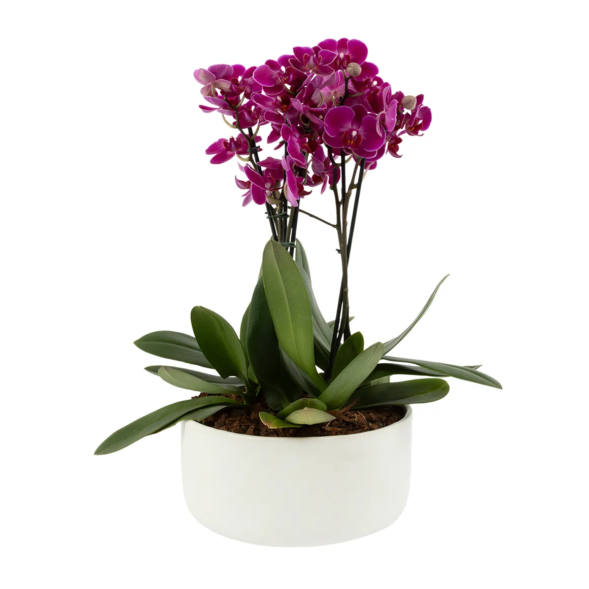 Multi Spike Orchid in Ceramic Bowl
