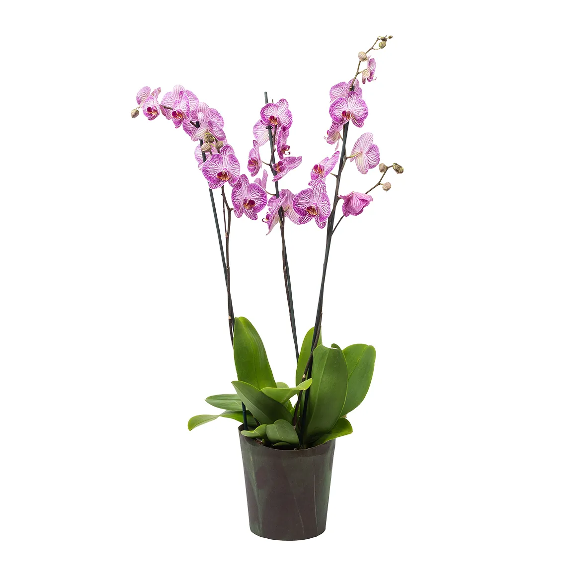 Multi Spike Phalaenopsis in Pot with Wrap
