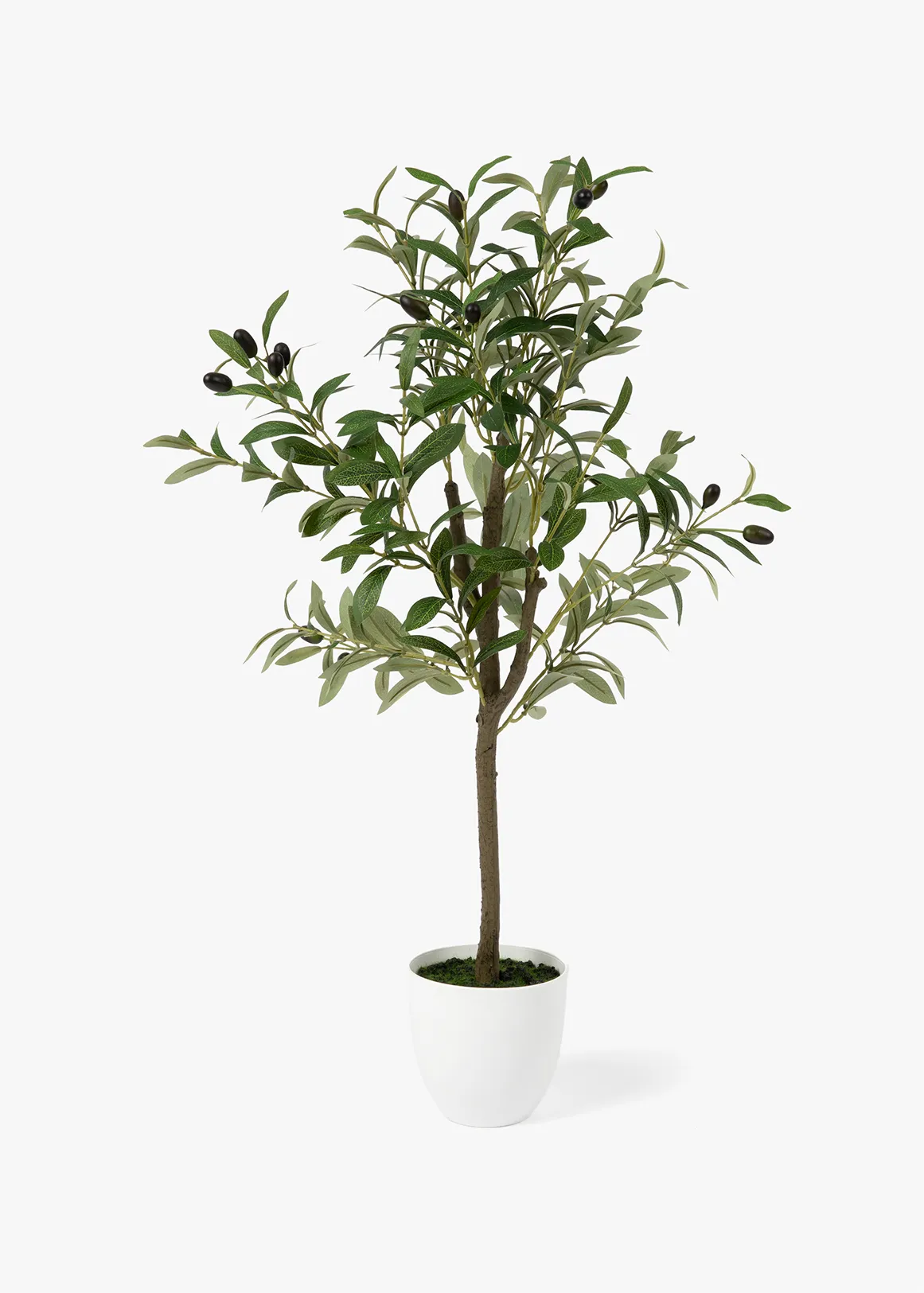 Olive Tree in White Ceramic Pot - X WHITE
