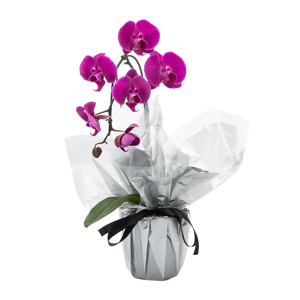 Orchid in 14 cm Pot with Cover