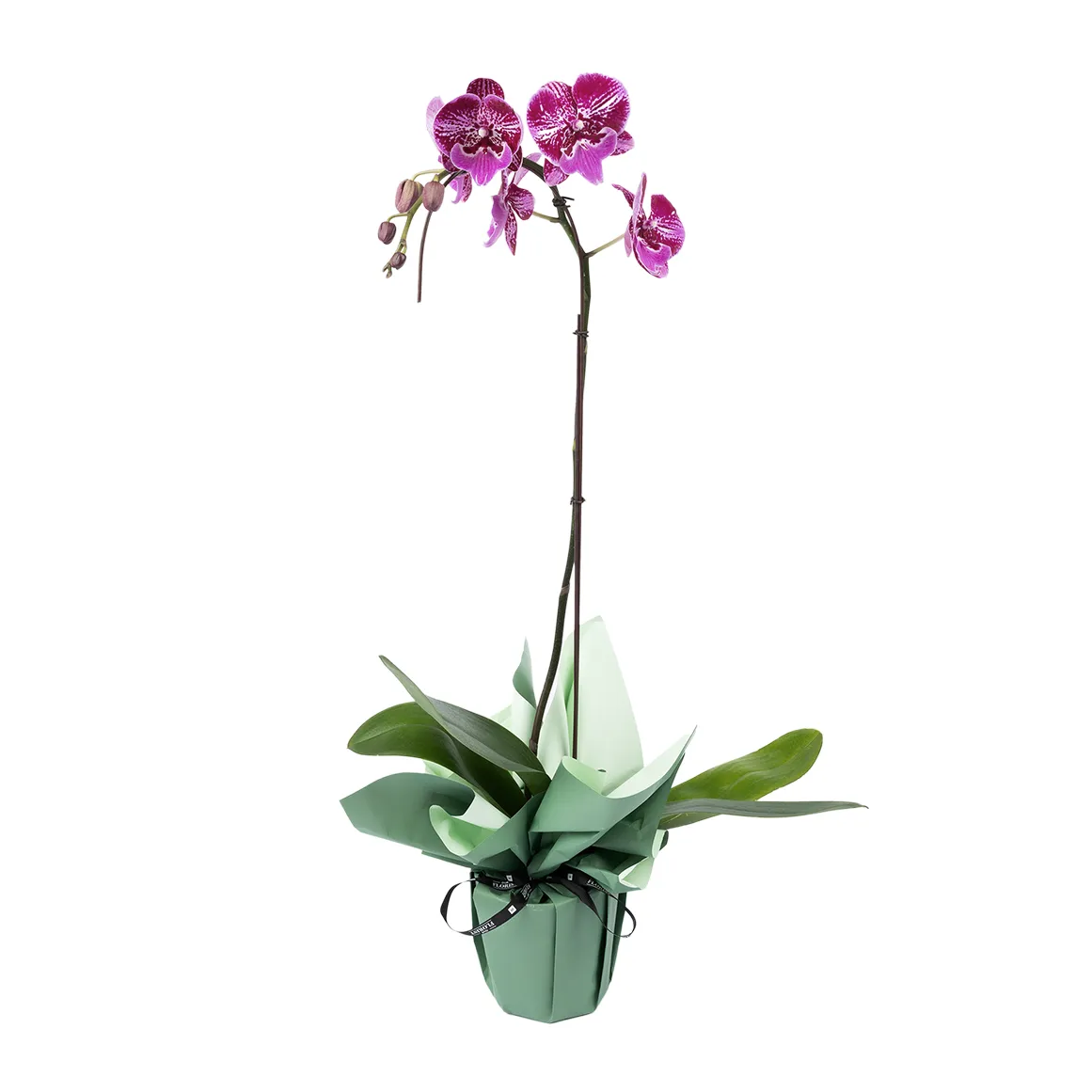 Orchid in 14 cm Pot with Cover