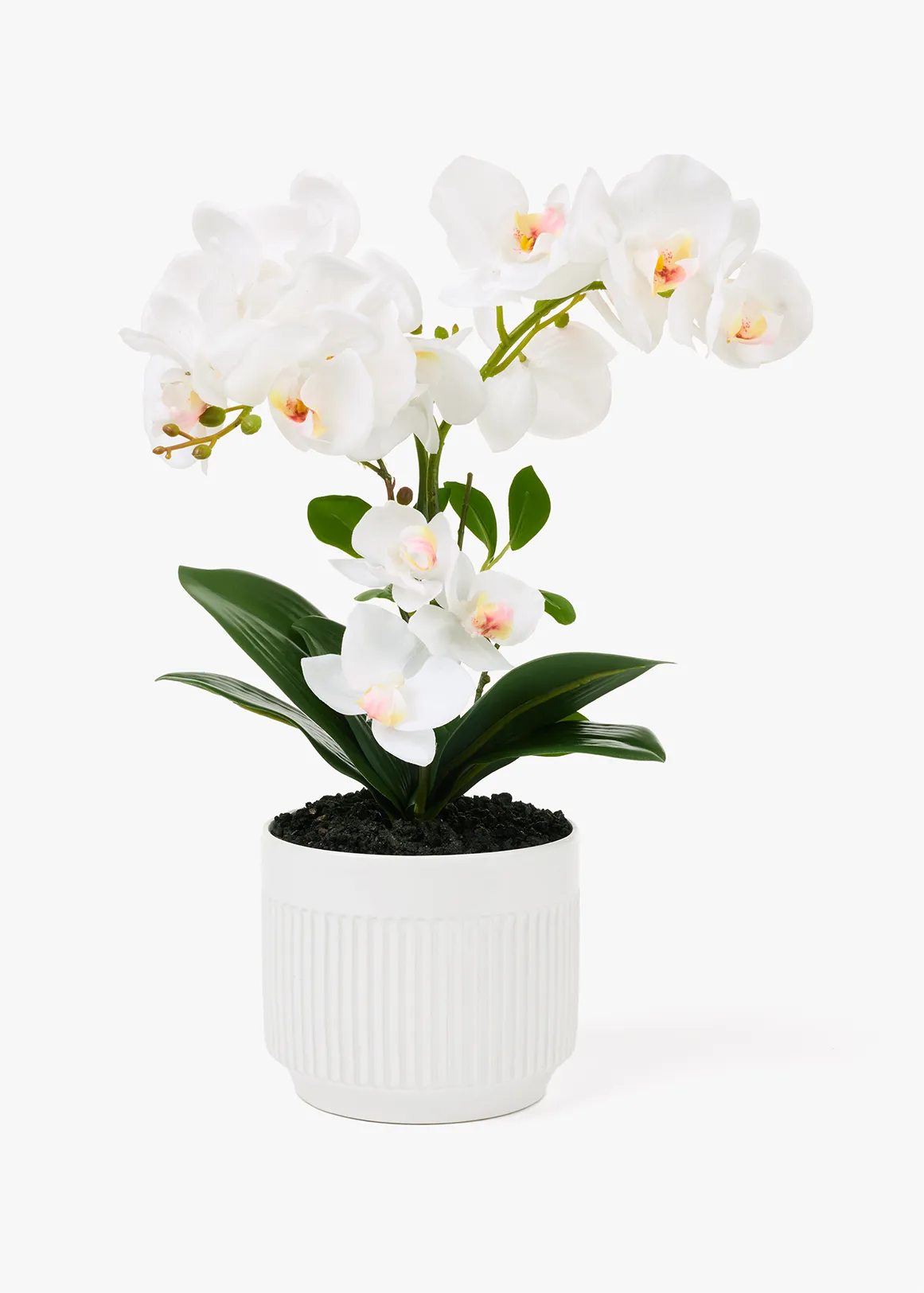 Orchid in Matte Glaze Pot - WHITE