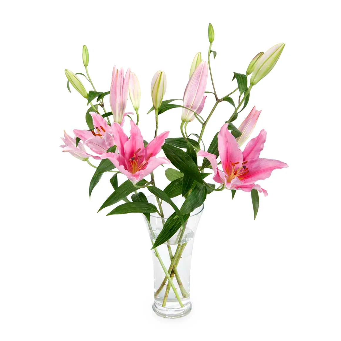 Oriental Lilies