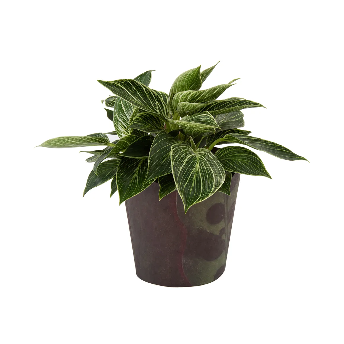 Philodendron Birkin in 14 cm Potcover