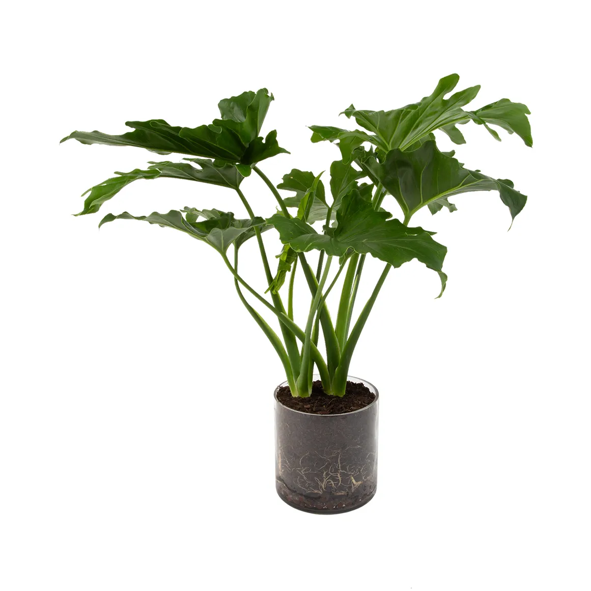 Philodendron in Glass