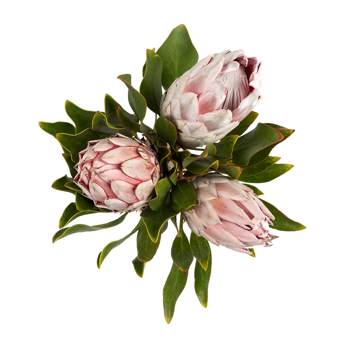 Pink Kings Bouquet