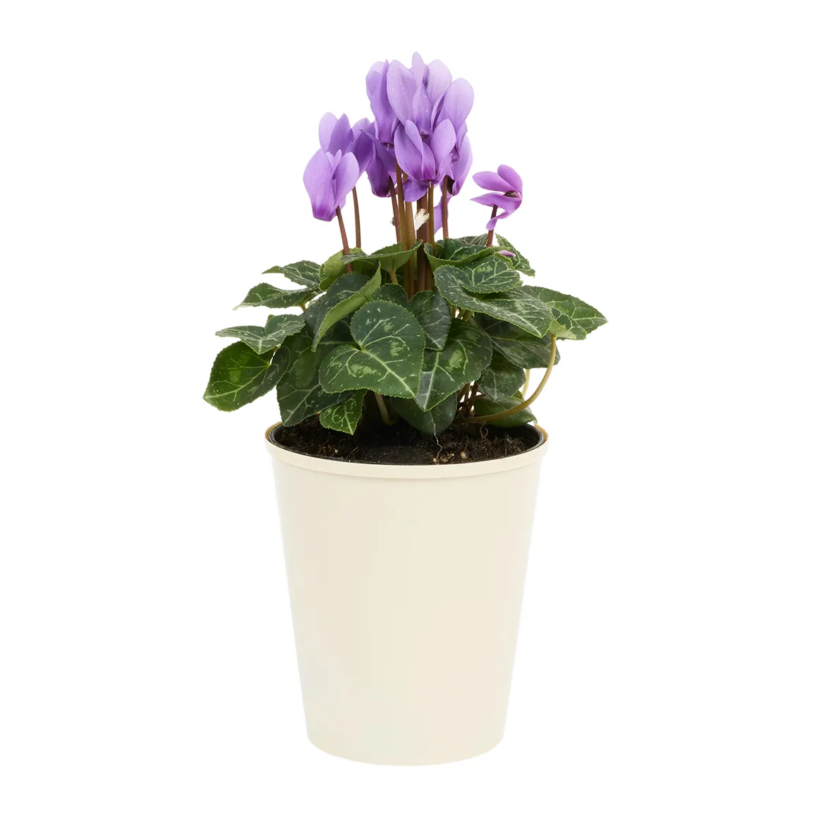 Purple Dragon Cylamen in 12 cm Plastic Pot