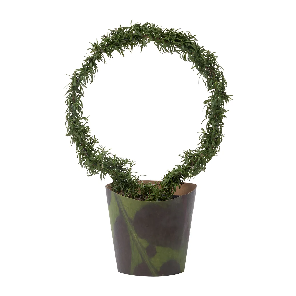 Rosemary Circle in Pot With Cover