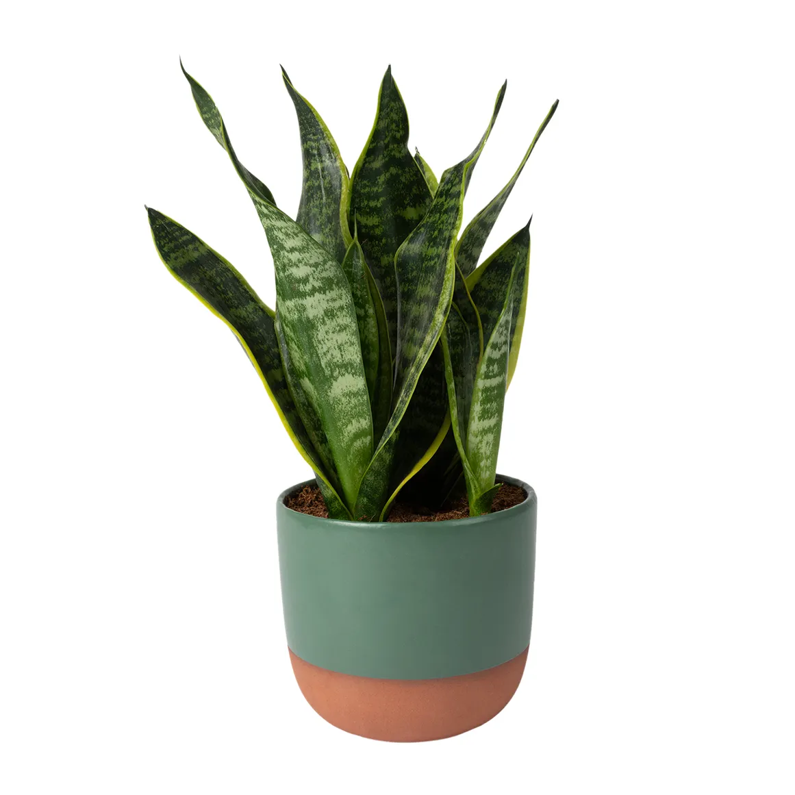 Sanseveria or Mother-in-Law's Tongue Short in Ceramic Pot