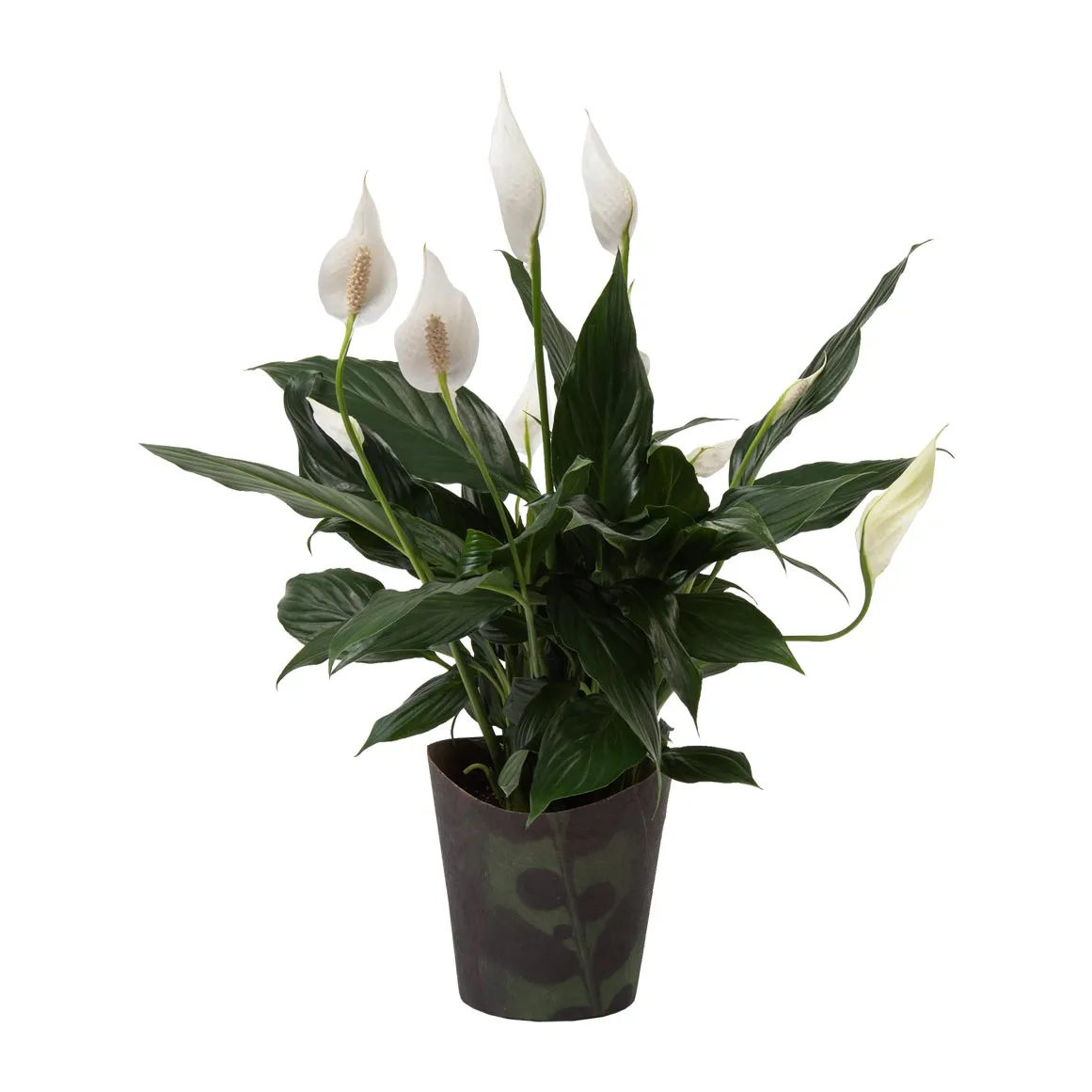 Spathiphyllum 14 cm with Potcover