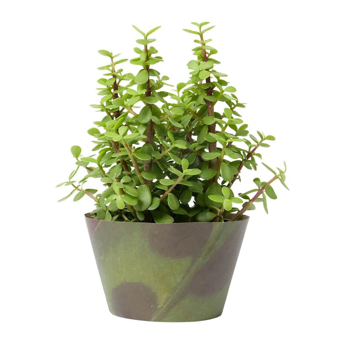 Spekboom Bowl With Potcover