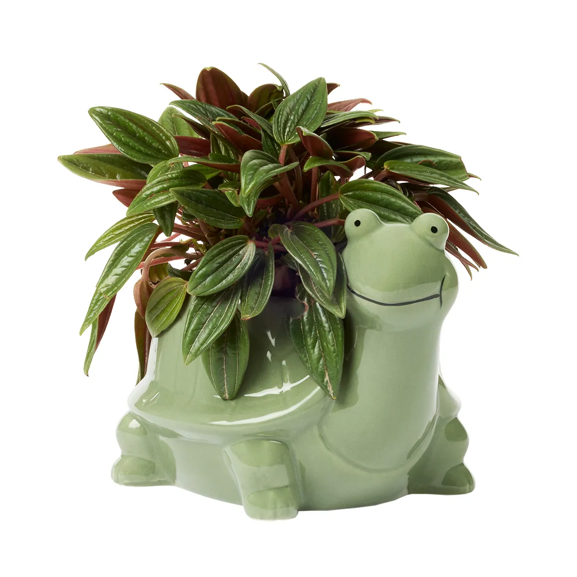 Succulent in Animal Novelty