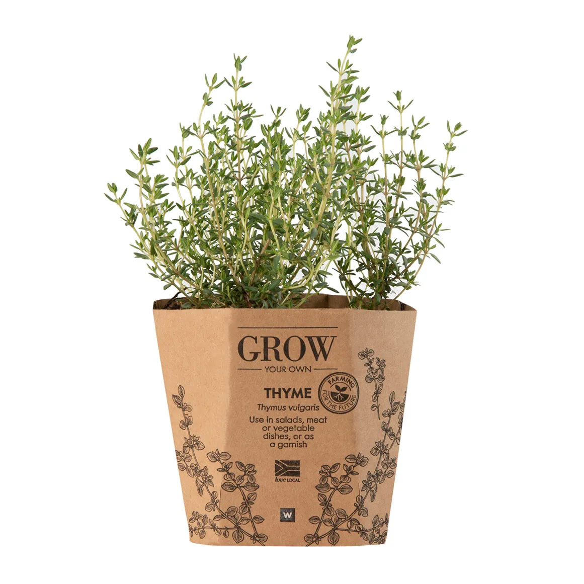 Thyme Potted Herb