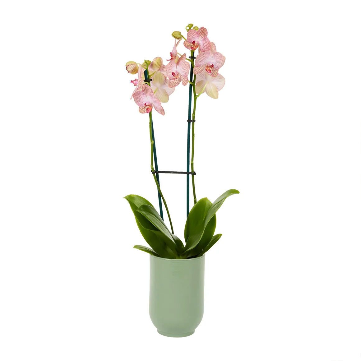 Two Spike Orchid in Tall Ceramic Pot